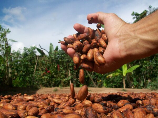 Tisana de Cacao