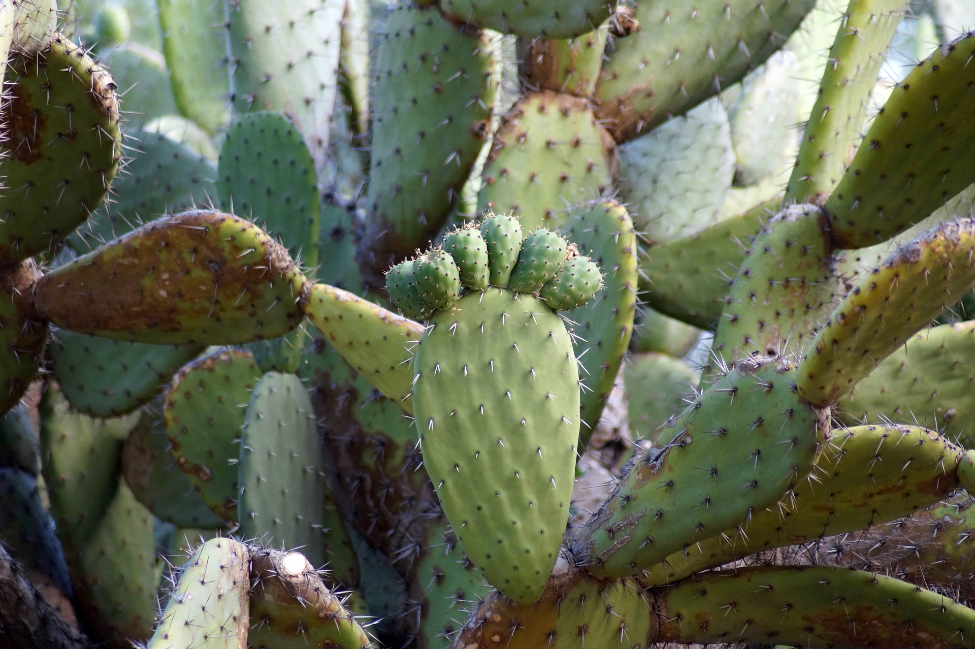 Shampoo de Nopal