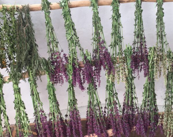 Infusión de Toronjil