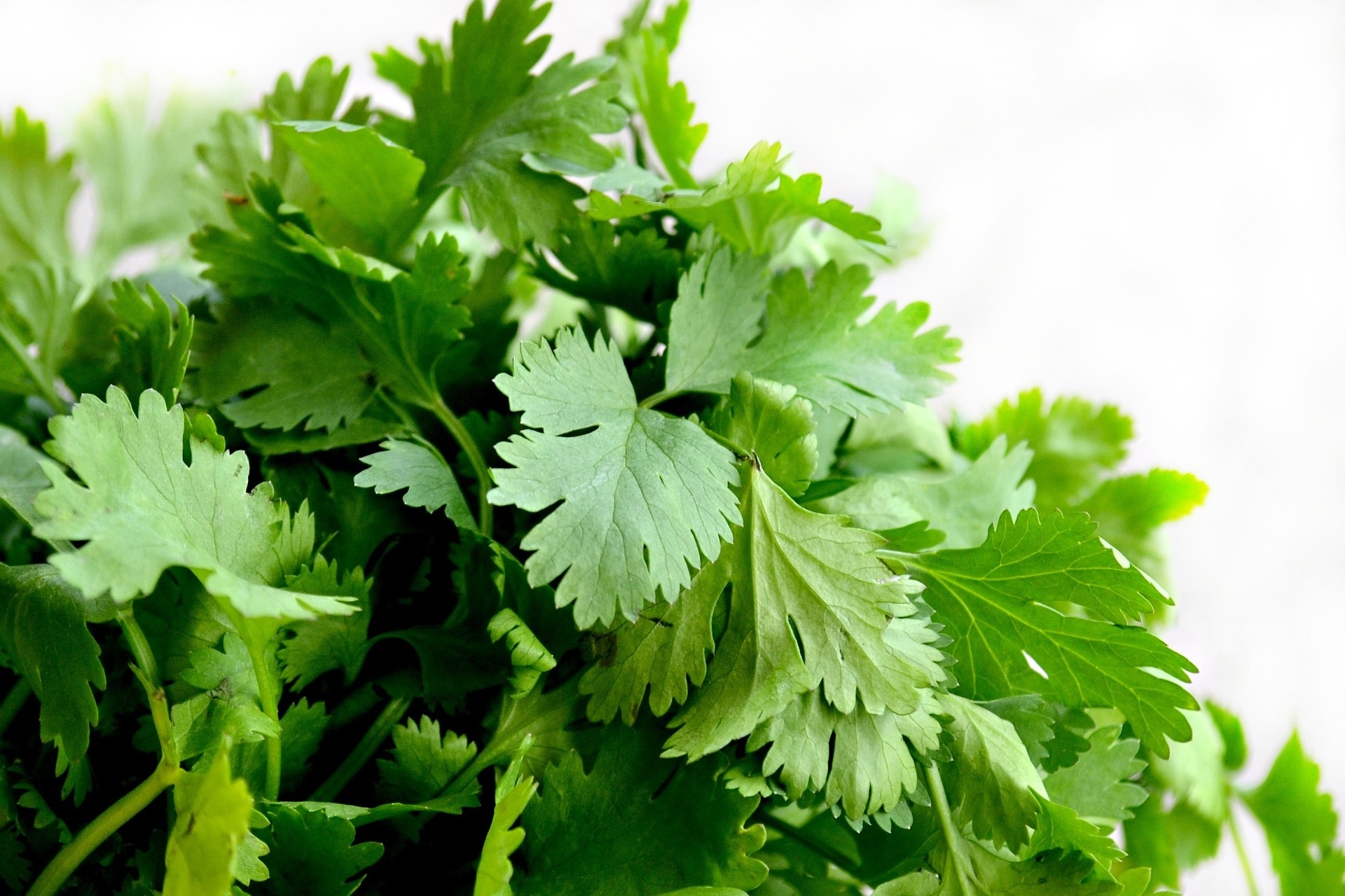 Semillas Cilantro