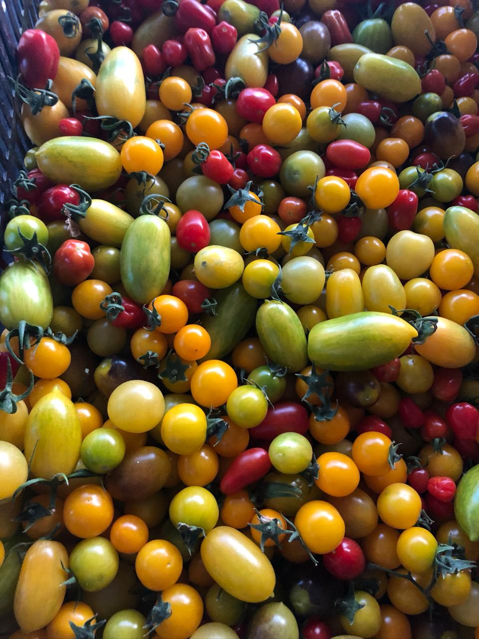 Cherry Mixto