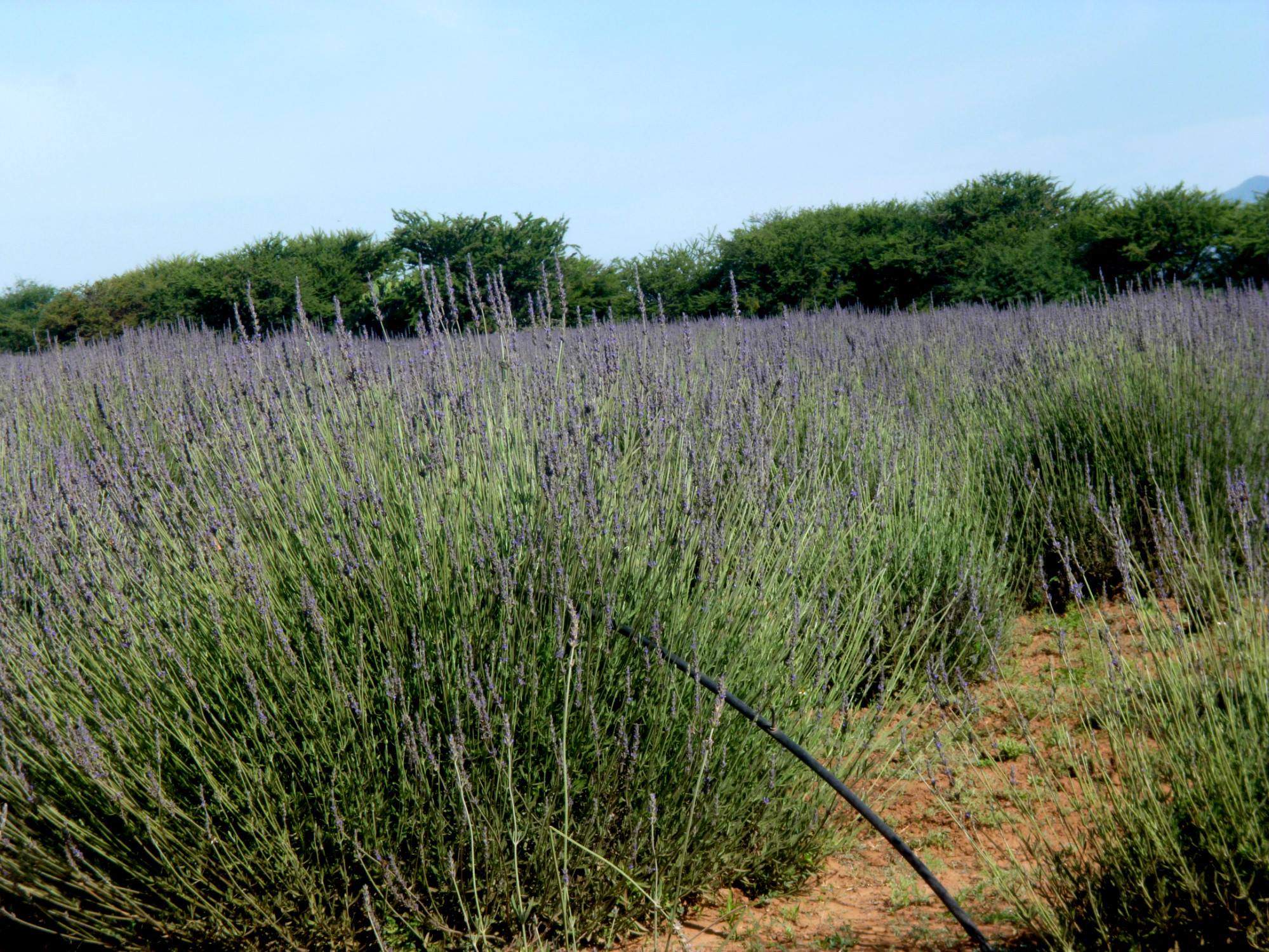 Jabón Lavanda