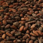 Granos de Cacao Tostado
