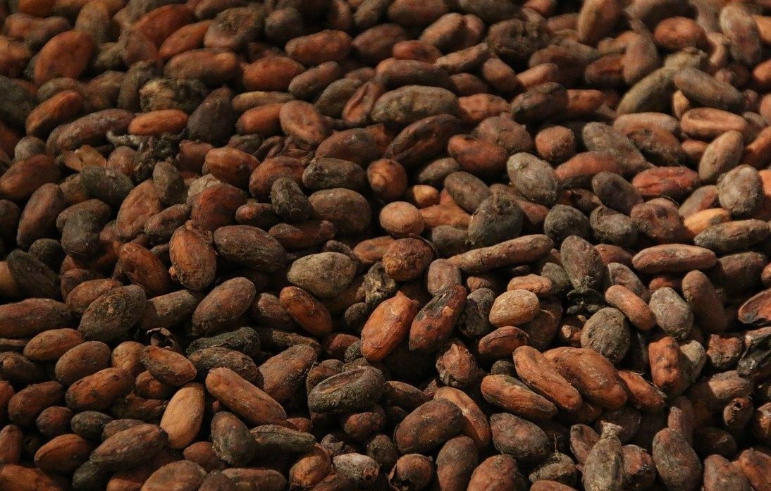 Granos de Cacao Tostado