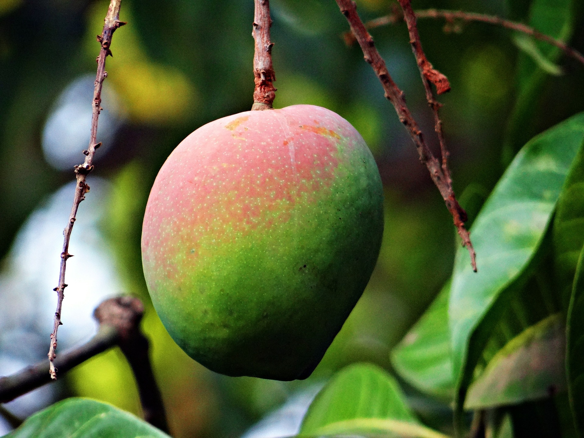 Mermelada de Mango