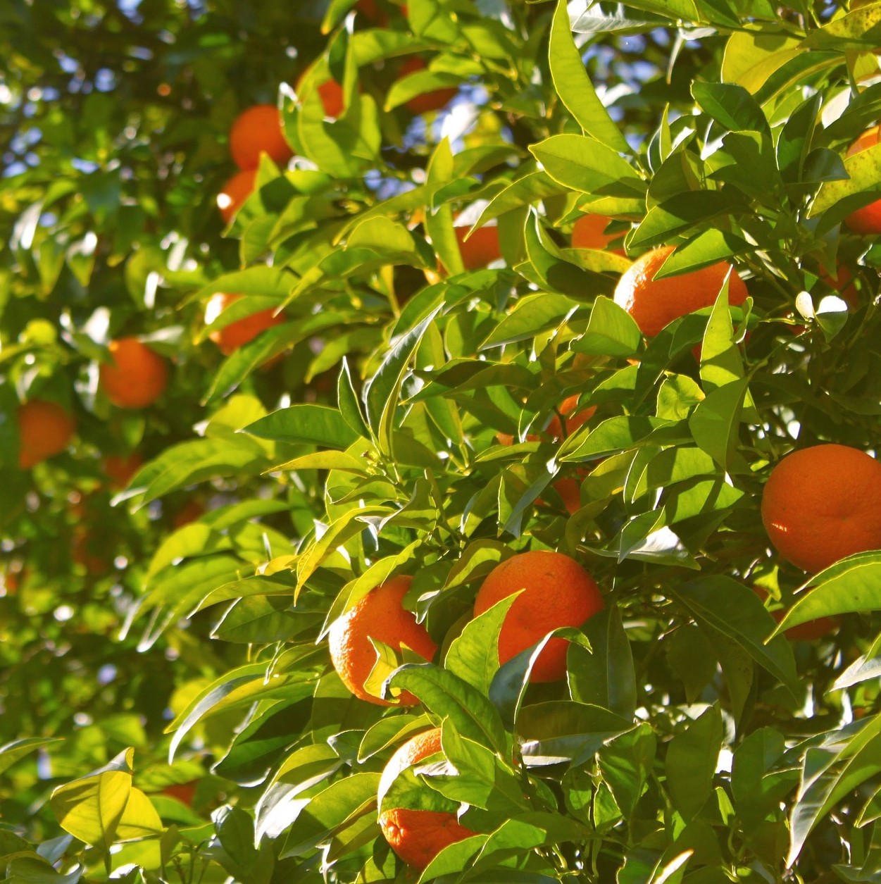 Jalea de Naranja