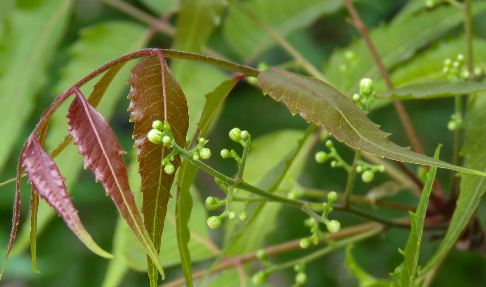Shampoo de Neem