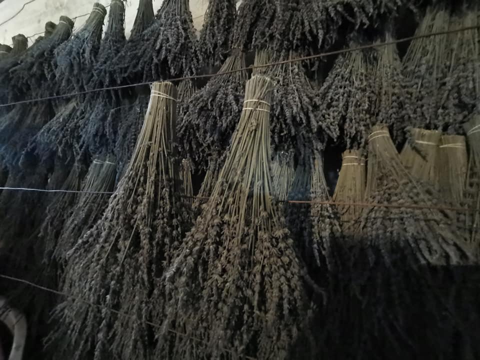 Ramo Lavanda