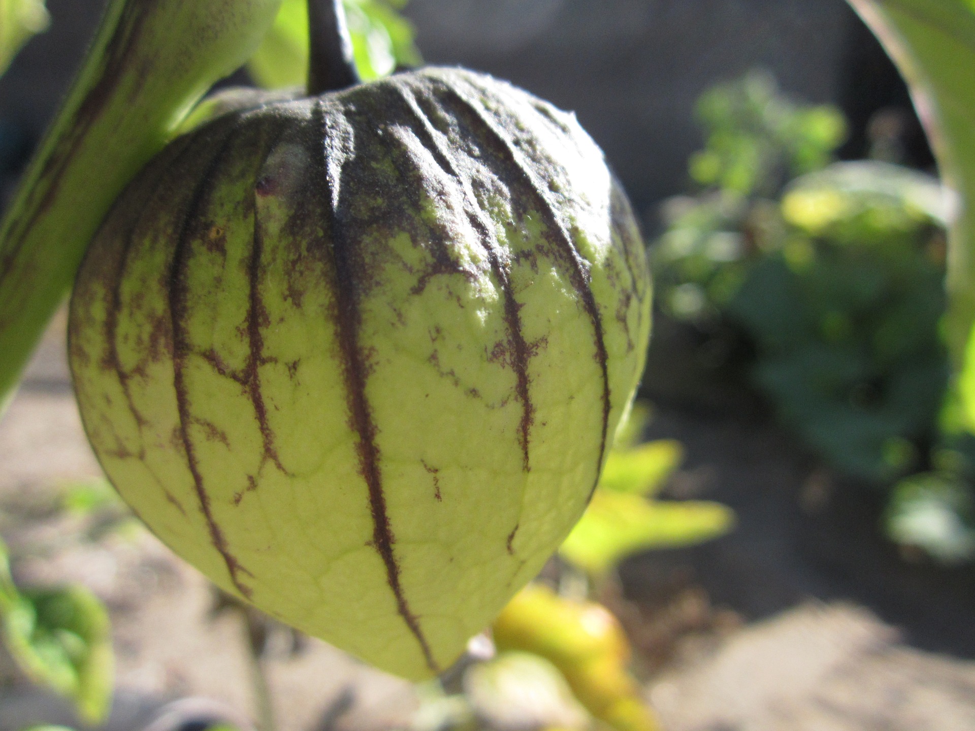 Semillas Salsa Verde