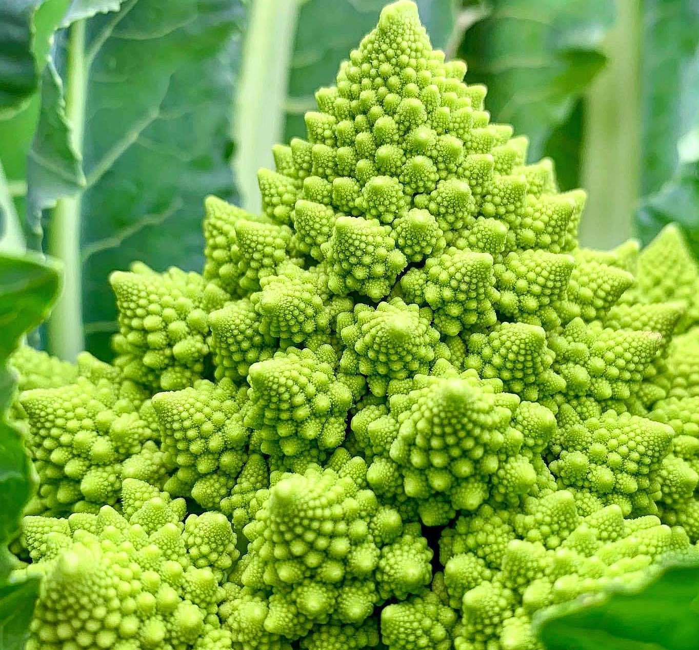 Brócoli Romanesco