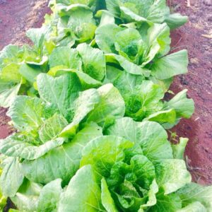 Lechuga Orejona