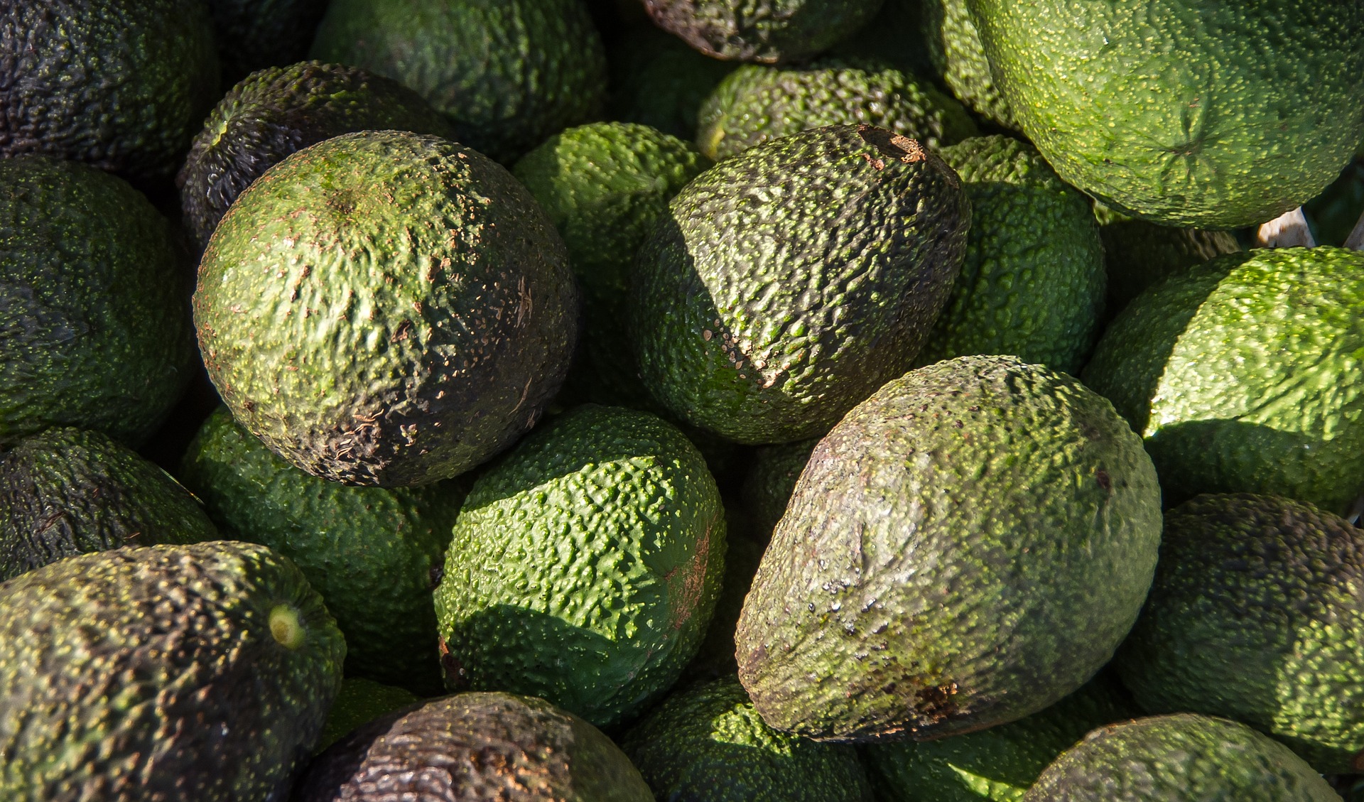 Aguacate Hass