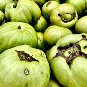Jitomate German Green