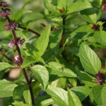 Albahaca Sagrada