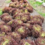 Lechuga Antonet