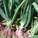 Cebolla Morada