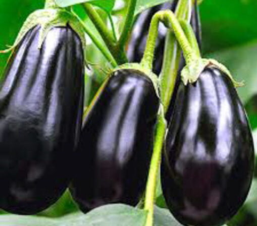 Berenjena Black Beauty